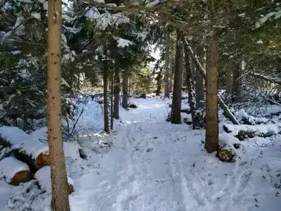 Глушь - 29
