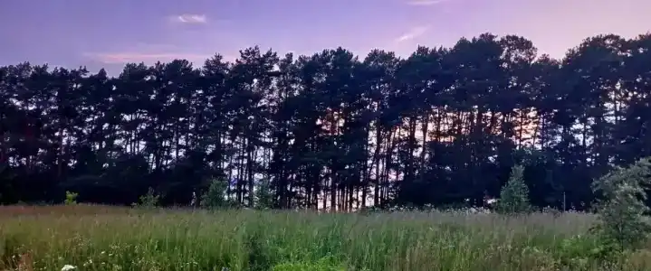 Смородина - 66