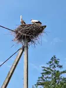 Беловежская пуща. №2 - 52