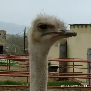 Страусиная ферма Экзотик - 11