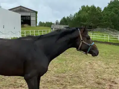 Конный Двор в Пржевальском - 49