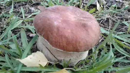 ГаммаСофт - 31