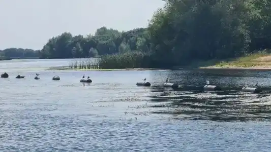Светлячок - 12