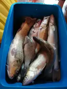 World-Fish - 35