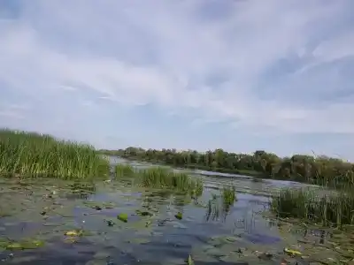 Иволга - 3