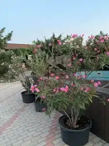 Казантипская хижина - 78