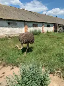 Слуцкий страус - 5