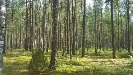 Благодать - 4