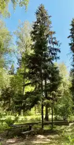 Лукоморье - 26