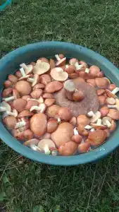 Ологужан - 47