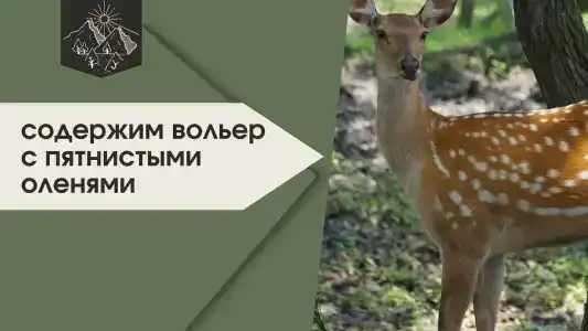 Тунгус - 7