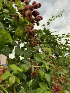 Дом для отпуска у Долины - 9
