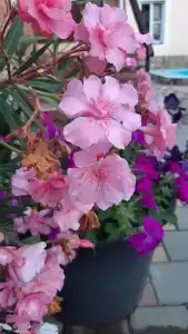 Райский уголок - 5