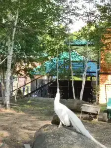 Куруктачи - 2