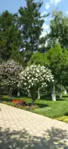Великовечное - 80