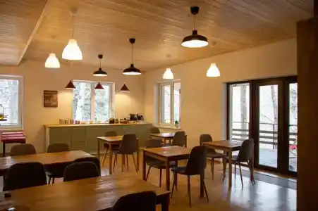 Ягодный тис - 0