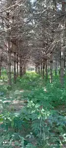 Нениловский - 25