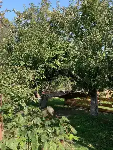 У Борисыча - 13