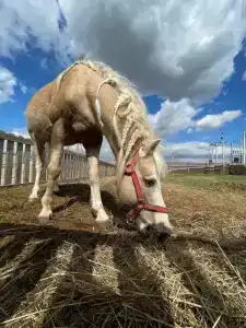 Беленджер - 0