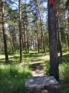 Рассвет - 41