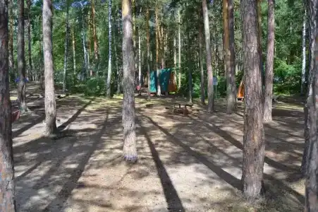 Лесная поляна - 31