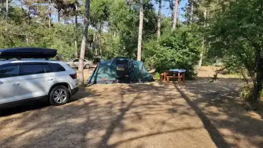 Сосновый бор - 4