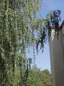 Жемчужный - 6