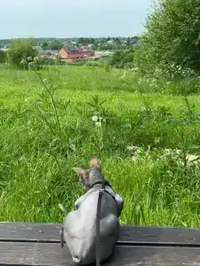 Усадьба Папино - 44