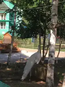 Куруктачи - 12