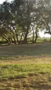 Веселый Роджер - 2