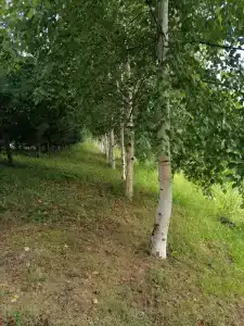 Околица - 10