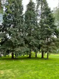 Лафа - 45