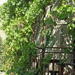 Пение птиц - 14