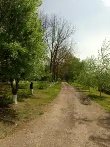 Даль - 33