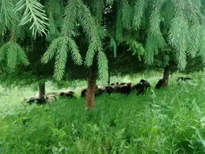 Гостевой дом Бедаревых у Пасечника - 9