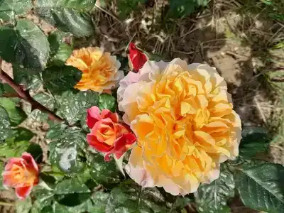 Частный дом на Октябрьской 36 - 6