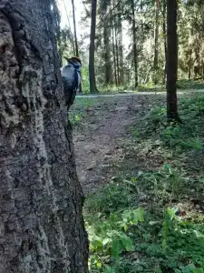 Лопотово - 58