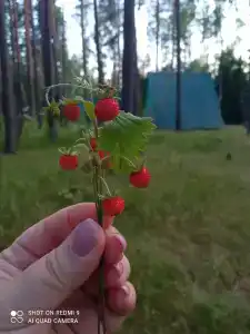 ЗиД - 31