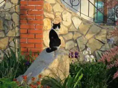 КристОля - 18