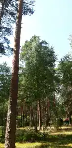 База отдыха Брестского олимпийского резерва - 7