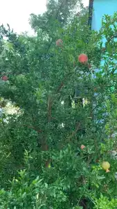 Остров Добра - 55