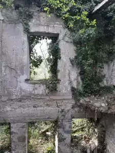 Бамбук - 6