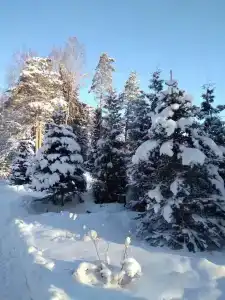 Сосновый Бор - 34