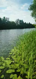 Зеленая роща - 6