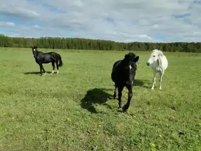 Ладное - 0