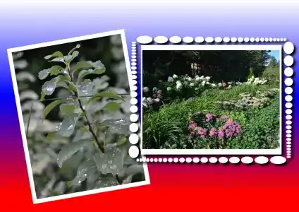 Моховое - 38
