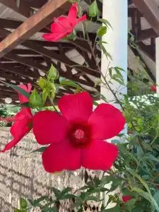 Manor Beach Kazantip - 14