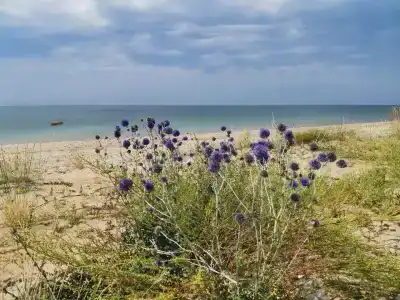 Paradise Beach - 22