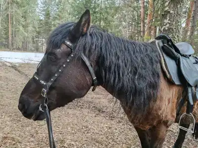 Сухов ключ - 32