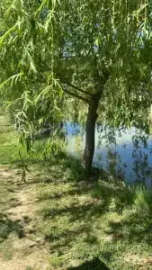 Золотая рыбка - 24